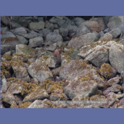 2004_6795_Mouat_Cove.html