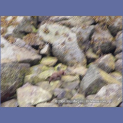 2004_6797_Mouat_Cove.html