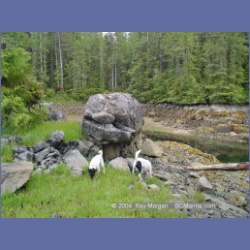 2004_6817_Mouat_Cove.html