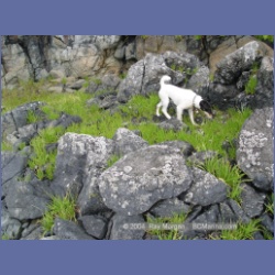 2004_6827_Mouat_Cove.html