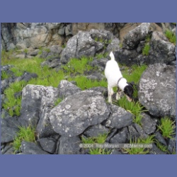 2004_6828_Mouat_Cove.html