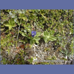 1998_973_Mount_Pender.html