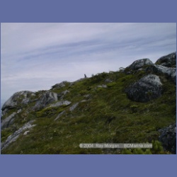 1998_977_Mount_Pender.html