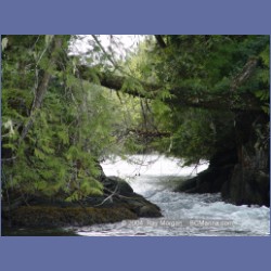 2003_2102_Nakwakto_Rapids_Seymour_Inlet.html
