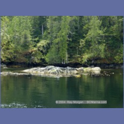 2003_2119_Nakwakto_Rapids_Seymour_Inlet.html