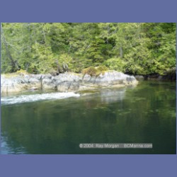 2003_2134_Nakwakto_Rapids_Seymour_Inlet.html