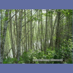 2003_2288_Nimpkish_River_Vancouver_Island.html