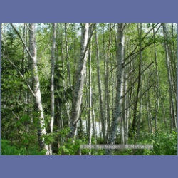 2003_2290_Nimpkish_River_Vancouver_Island.html