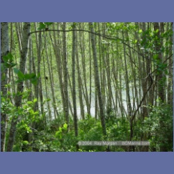 2003_2291_Nimpkish_River_Vancouver_Island.html
