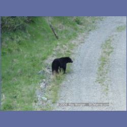 2003_2298_Nimpkish_Valley_Bear.html