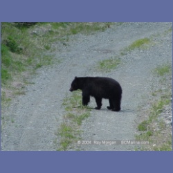 2003_2299_Nimpkish_Valley_Bear.html