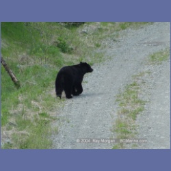 2003_2300_Nimpkish_Valley_Bear.html