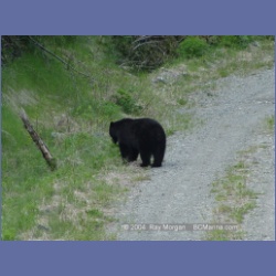2003_2301_Nimpkish_Valley_Bear.html
