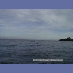 2002_260_Friendly_Cove_GreyWhale.html