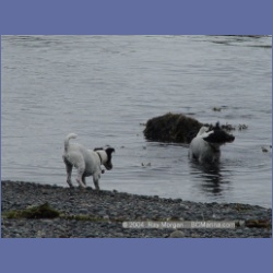 2003_3035_Nuchatlitz_Inlet_Dogs.html