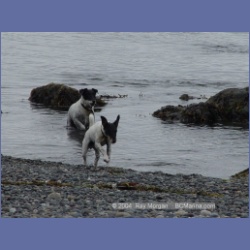 2003_3036_Nuchatlitz_Inlet_Dogs.html