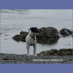 2003_3039_Nuchatlitz_Inlet_Dogs.html