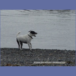 2003_3040_Nuchatlitz_Inlet_Dogs.html