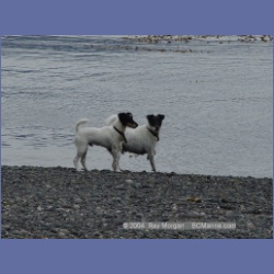 2003_3042_Nuchatlitz_Inlet_Dogs.html