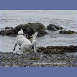 2003_3045_Nuchatlitz_Inlet_Dogs.html