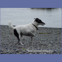 2003_3047_Nuchatlitz_Inlet_Dogs.html