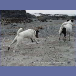 2003_3049_Nuchatlitz_Inlet_Dogs.html