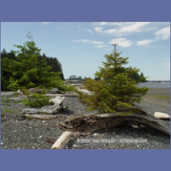 2003_3102_Nuchatlitz_Inlet.html
