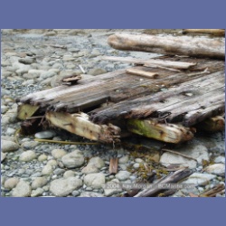 2004_6601_Open_Bight_Rivers_Inlet.html