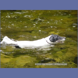 2003_3642_Power_River_Ououkinsh_Inlet_Dogs.html