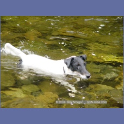 2003_3643_Power_River_Ououkinsh_Inlet_Dogs.html