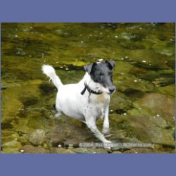 2003_3645_Power_River_Ououkinsh_Inlet_Dogs.html
