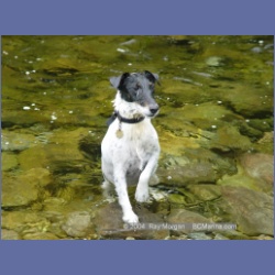 2003_3647_Power_River_Ououkinsh_Inlet_Dogs.html