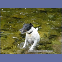 2003_3648_Power_River_Ououkinsh_Inlet_Dogs.html