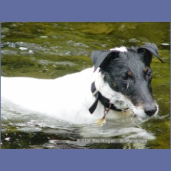 2003_3649_Power_River_Ououkinsh_Inlet_Dogs.html