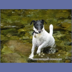 2003_3653_Power_River_Ououkinsh_Inlet_Dogs.html