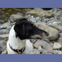 2003_3663_Power_River_Ououkinsh_Inlet_Dogs.html