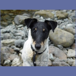 2003_3664_Power_River_Ououkinsh_Inlet_Dogs.html