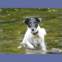 2003_3666_Power_River_Ououkinsh_Inlet_Dogs.html