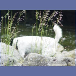 2003_3669_Power_River_Ououkinsh_Inlet_Dogs.html