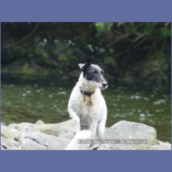 2003_3670_Power_River_Ououkinsh_Inlet_Dogs.html