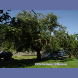 2004_6228_Owen_Bay.html