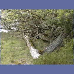 200X_031_Parker_Island.html