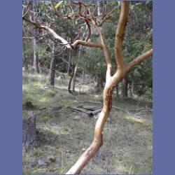 200X_037_Parker_Island.html