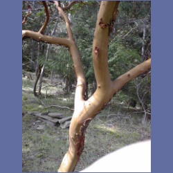 200X_038_Parker_Island.html