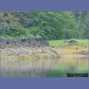 2006_1267_Pavlov_Harbour_Chichagof_I.JPG