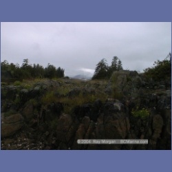 2002_119_Pinkerton_Islands_BarkleySound.html