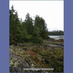 2002_123_Pinkerton_Islands_BarkleySound.html