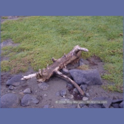 2005_1734_Porcher_Inlet_Kitkatla_Inlet.html