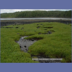 2005_1741_Porcher_Inlet_Kitkatla_Inlet.html