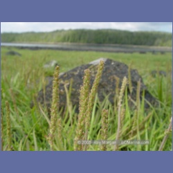 2005_1742_Porcher_Inlet_Kitkatla_Inlet.html